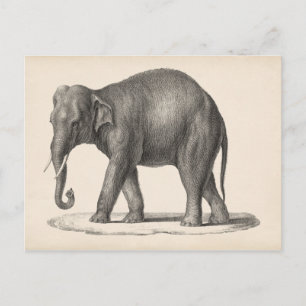 Cartão Postal Sketch Brodtmann Elephant