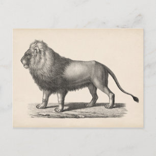 Cartão Postal Sketch Brodtmann Lion
