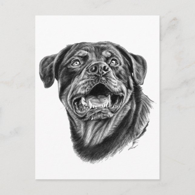 Cartão Postal Sketch Rottweiler (Frente)