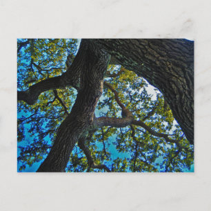 Cartão Postal Skies The Limit Tree Postcard
