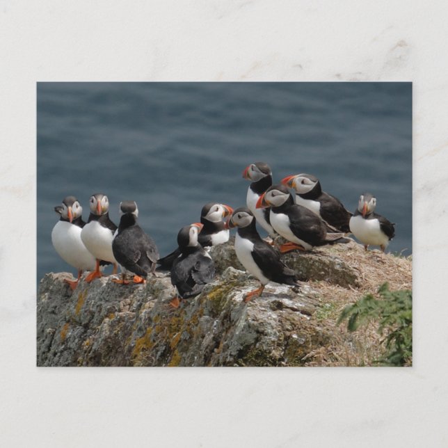 Cartão Postal Skomer Island Puffins (Frente)