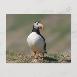 Cartão Postal Skomer Island Puffins