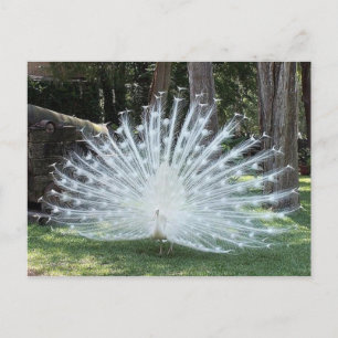 Cartão Postal Skully Top Divertido