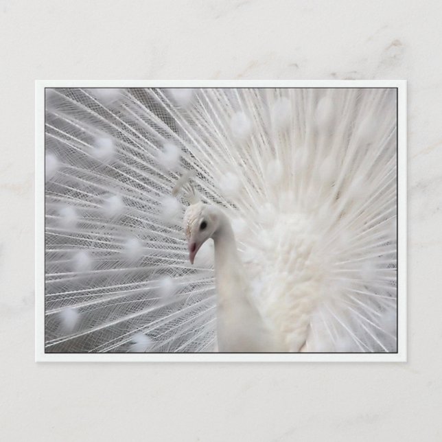 Cartão Postal Skully Top Divertido (Frente)