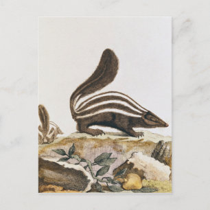 Cartão Postal Skunk, de "Histoire Naturelle" por