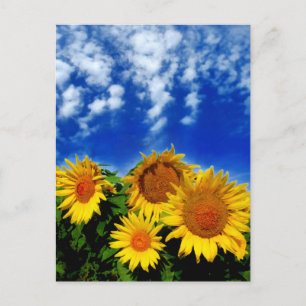 Cartão Postal Sky e Bloom