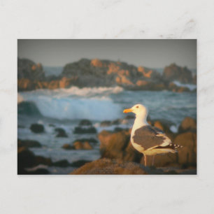 Cartão Postal Skylark Seagull