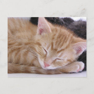 Cartão Postal Sleeping Kitten