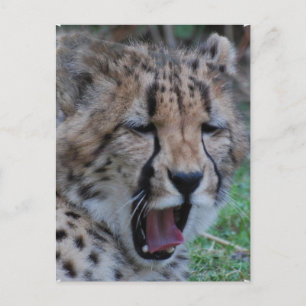 Cartão Postal Sleepy Cheetah Cub