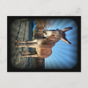 Cartão Postal Sleepy Donkey
