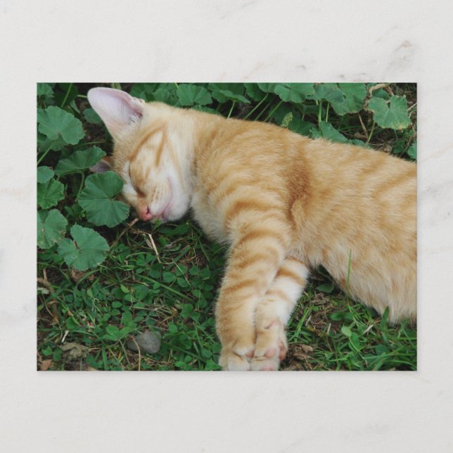 Cartão Postal Sleepy Ginger Kitten (Frente)