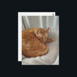 Cartão Postal Sleepy Ginger Kitty<br><div class="desc">A  ginger kitty sleeps on a blanket in a chair photographed by Angelandspot in the year 2026</div>
