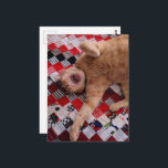 Cartão Postal Sleepy Ginger Kitty with a big Yawn<br><div class="desc">A  ginger kitty sleepy with a big yawn lies on a blanket as photographed by Angelandspot in the year 2026</div>