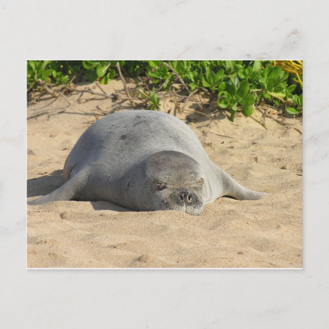 Cartão Postal Sleepy Havaiano Monk Seal (Frente)