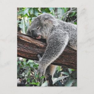 Cartão Postal Sleepy Koala