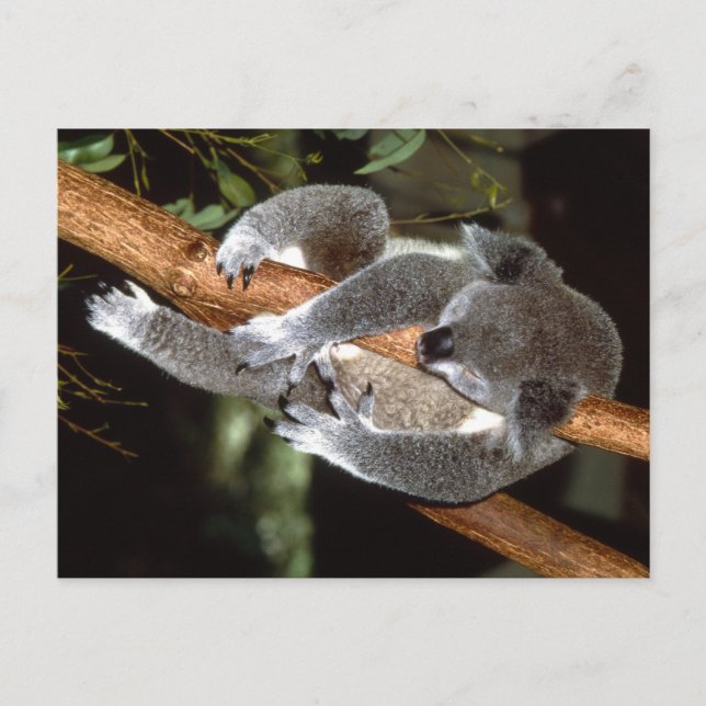 Cartão Postal Sleepy Koala (Frente)