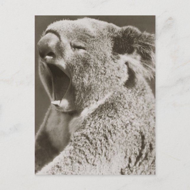 Cartão Postal Sleepy Koala Yawning (Frente)