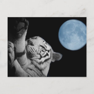 Cartão Postal Sleepy Tiger