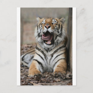 Cartão Postal Sleepy Tiger