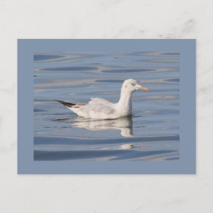 Cartão Postal Slender-billed Gull
