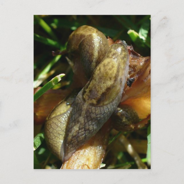 Cartão Postal Slugs, Ilha de Unalaska (Frente)