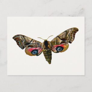 Cartão Postal Smerinthus ocellata - Olhos Hawk-Moth - Imagem a c