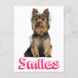 Cartão Postal Smile Yorkshire Terrier Puppy Dog Vazio Card