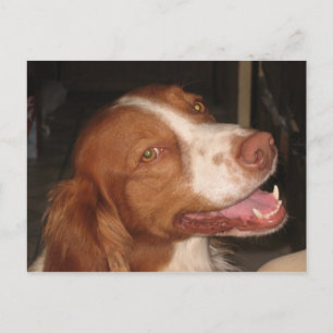 Cartão Postal Smiling Brittany Spaniel