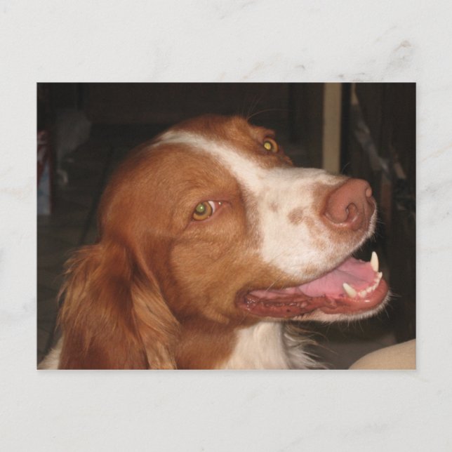Cartão Postal Smiling Brittany Spaniel (Frente)
