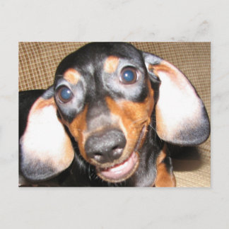 Cartão Postal Smiling Dachshund