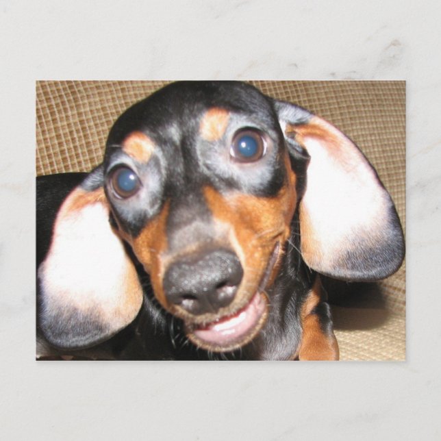 Cartão Postal Smiling Dachshund (Frente)