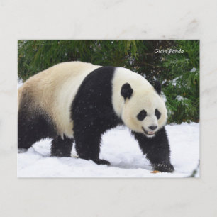 Cartão Postal Smithsonian   Pandas Gigantes Na Neve