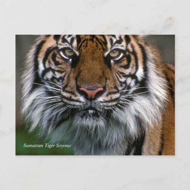 Cartão Postal Smithsonian | Sumatran Tiger Soyono (Frente)