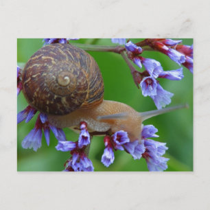 CARTÃO POSTAL SNAIL FLOWER