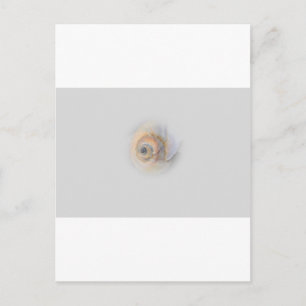 Cartão Postal snail Schnecke Muschel Shell