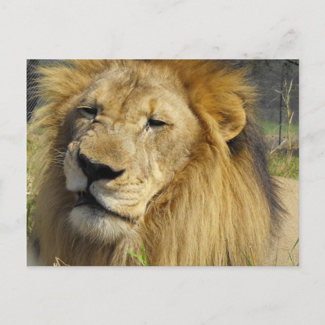Cartão Postal Snarling Lion (Frente)