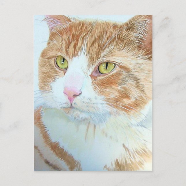 Cartão Postal Snickers o Cartão-postal do Gato (Frente)