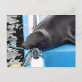 Cartão Postal Snoozing Galápagos - Leão Mar das Ilhas Galápagos