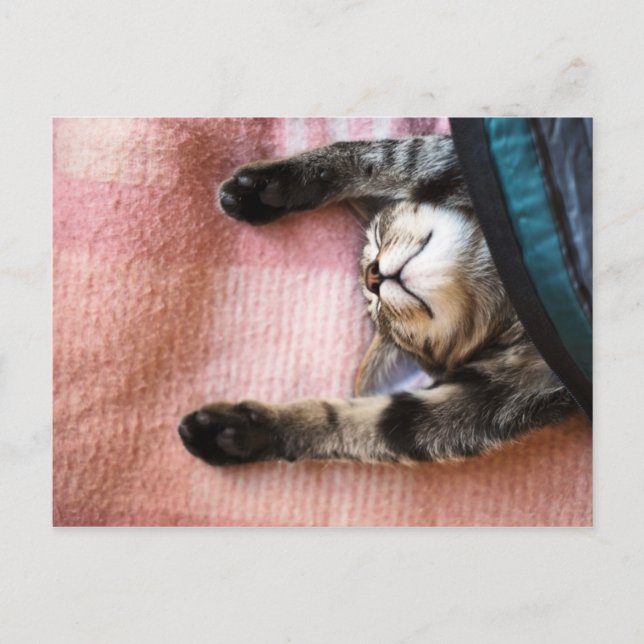 Cartão Postal Snoozing Kitten (Frente)