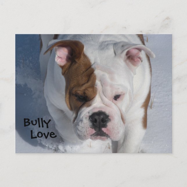 Cartão Postal Snow Bully 2 - Bulldog Inglês (Frente)
