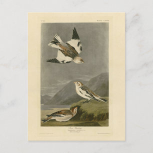 Cartão Postal Snow Bunting John James Audubon Aves da América