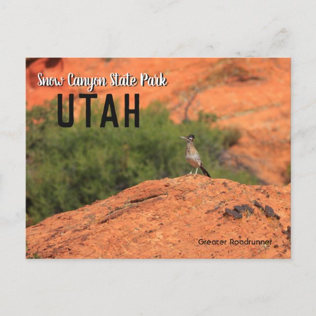 Cartão Postal Snow Canyon Roadrunner Utah (Frente)