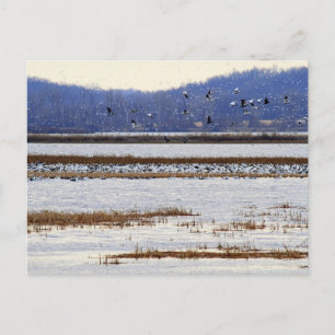 Cartão Postal Snow Geese em Sunrise, Cartão-postal de Refúgio 