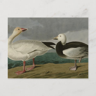 Cartão Postal Snow Goose from Audubon's Birds of America