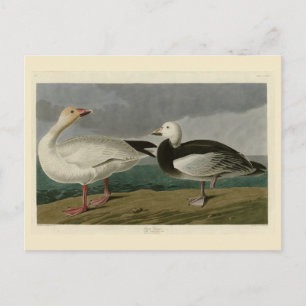 Cartão Postal Snow Goose from Audubon's Birds of America