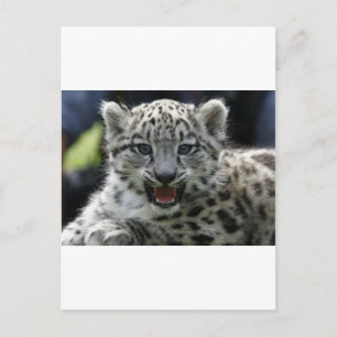 Cartão Postal Snow Leopard Kitten