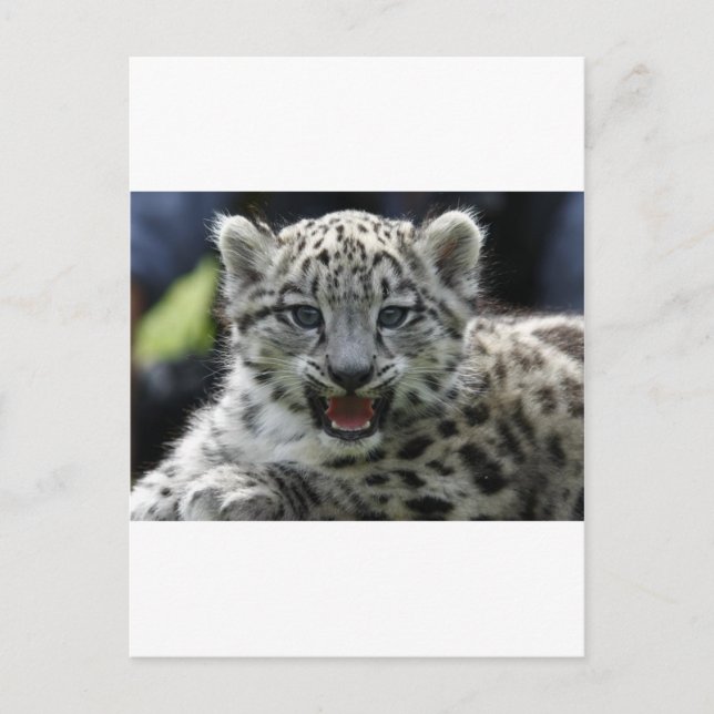 Cartão Postal Snow Leopard Kitten (Frente)