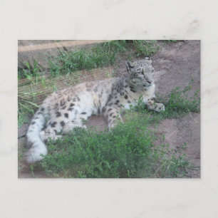 Cartão Postal Snow Lepard