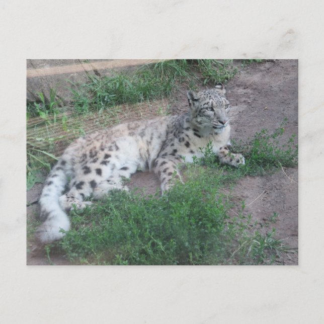 Cartão Postal Snow Lepard (Frente)