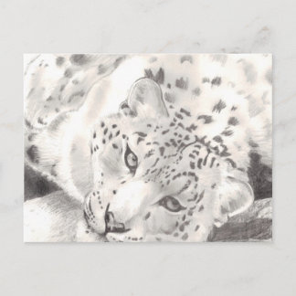 Cartão Postal Snow Lepard